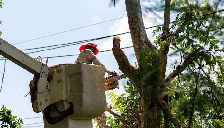 A tree care and maintenance worker in Fairfield, CA wearing orange safety hat