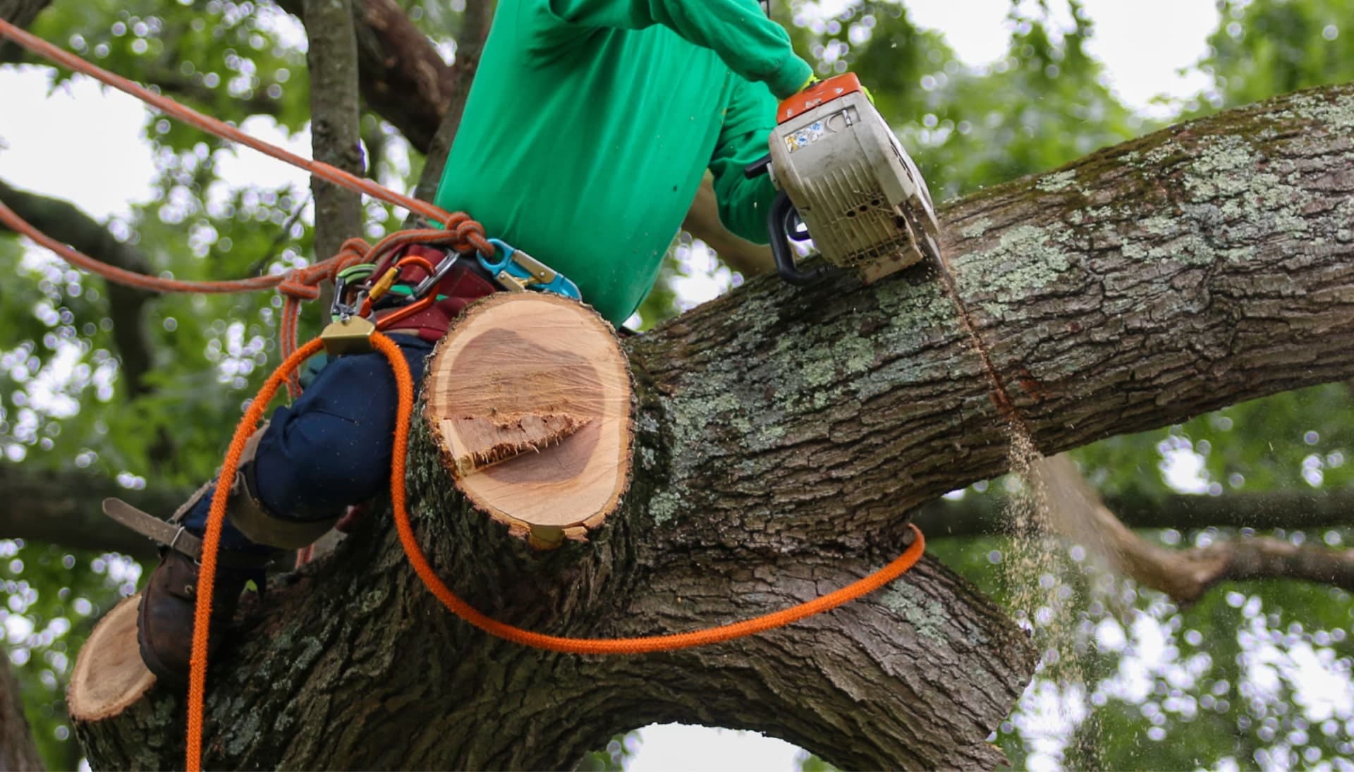 A tree trimming consultant in Fairfield, CA wearing safety knots