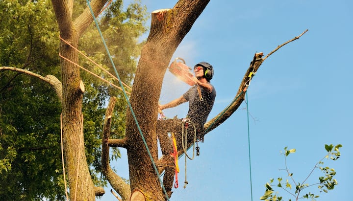 A tree removal professional wears safety goggles in Fairfield, CA.