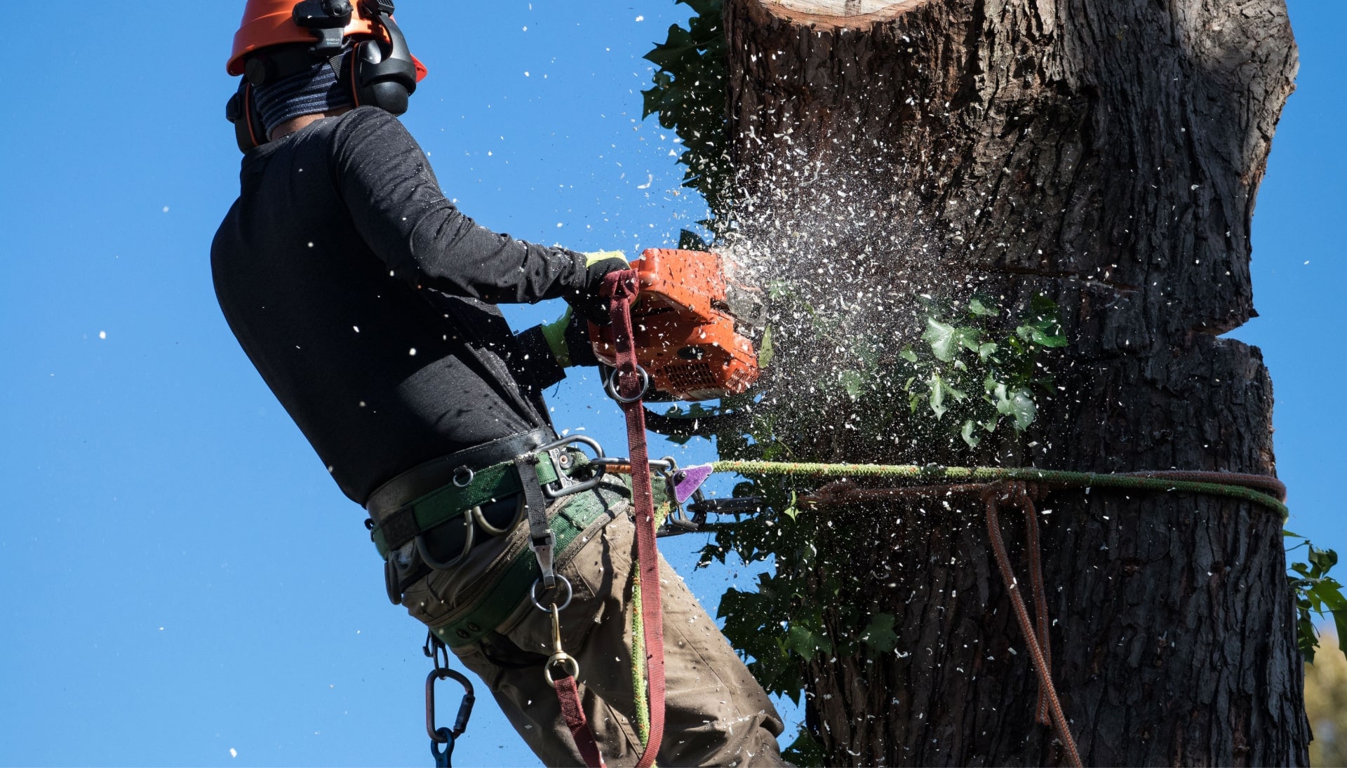 A tree removal expert is high in tree to cut down stump in Fairfield,CA.